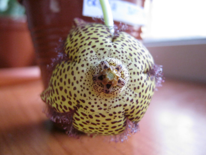 Orbea speciosa (9)