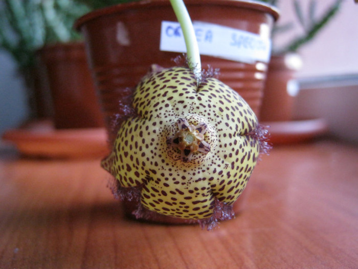 Orbea speciosa (1) - Infloriri 2011