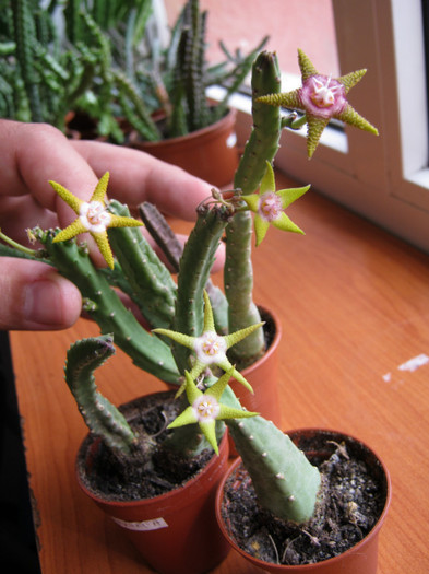 Stapelia flavopurpureax4 - Infloriri 2011