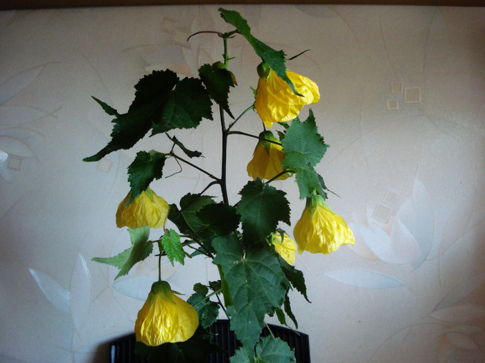 Abutilon galben (11-09-2011)