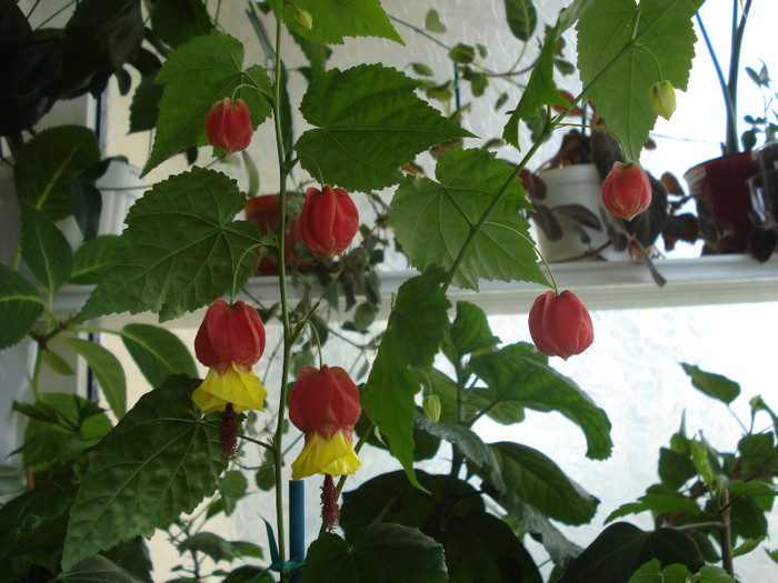 abutilon Megapotamicum - Alte flori