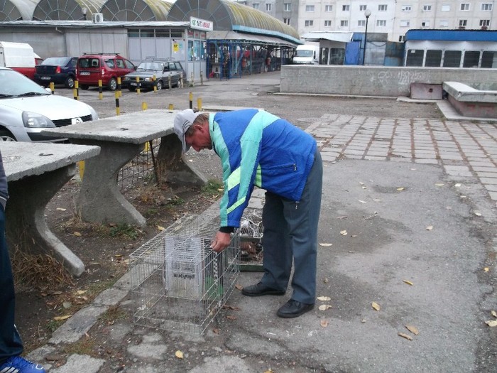 ..........VINEEEEEEEE - TARG DE PASARI SI ANIMALE MICI BISTRITA