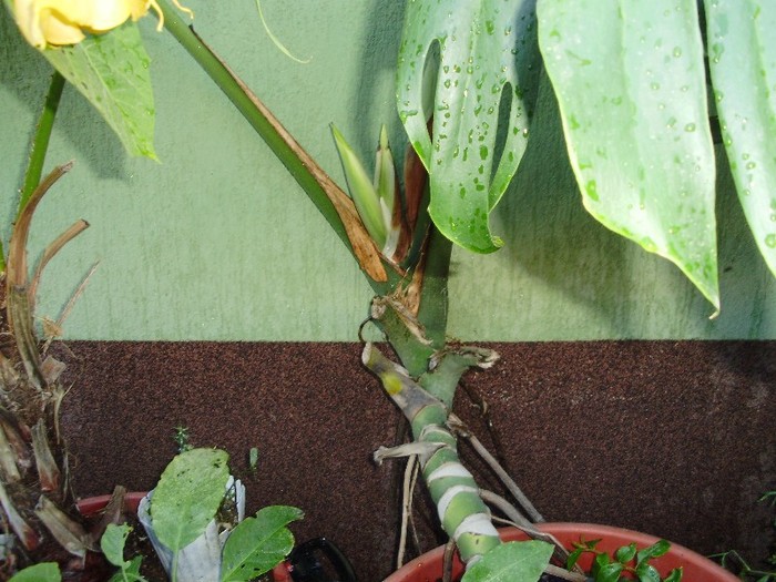 filodendron care inflroeste
