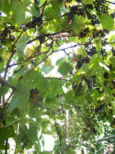 100_9284 - Octombrie 2011 flori