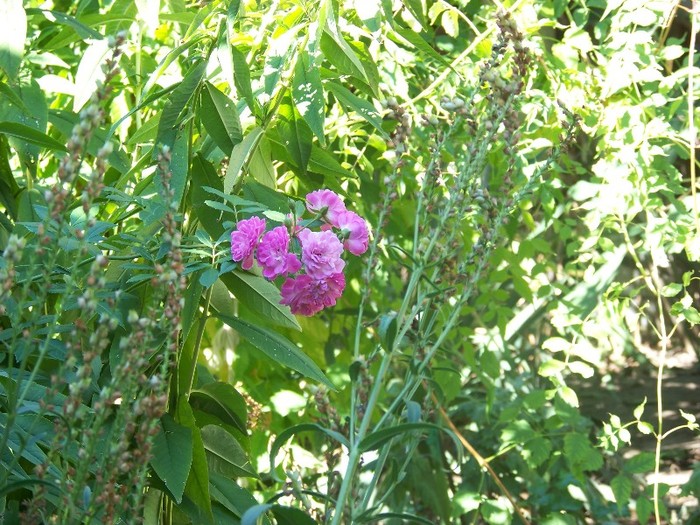 100_9289 - Octombrie 2011 flori