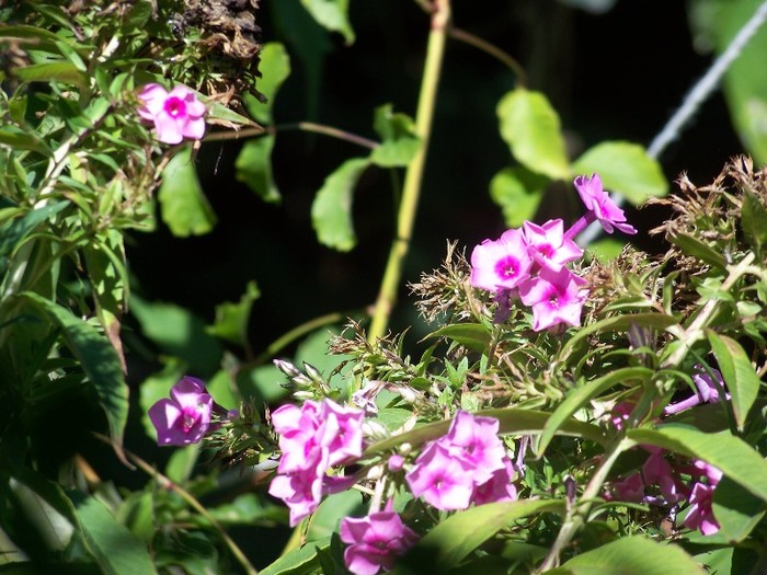 100_9293 - Octombrie 2011 flori