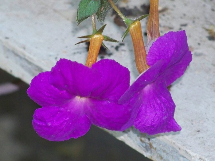 100_9299 - Octombrie 2011 flori