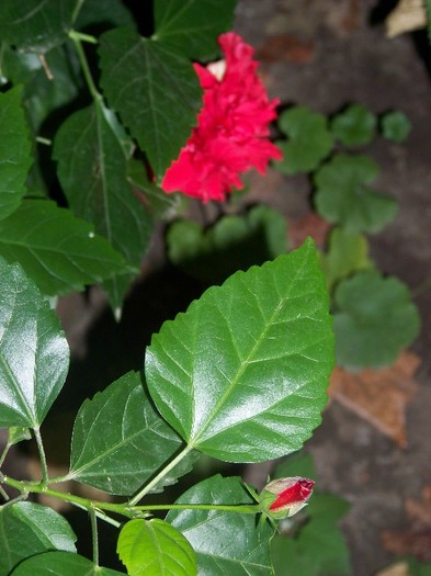 100_9326 - Octombrie 2011 flori