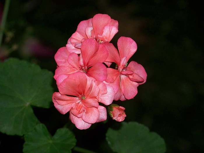 100_9327 - Octombrie 2011 flori