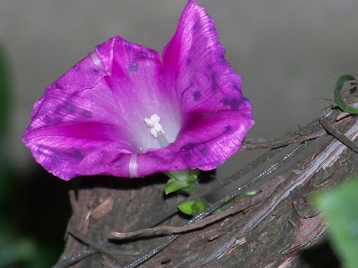 100_9332 - Octombrie 2011 flori