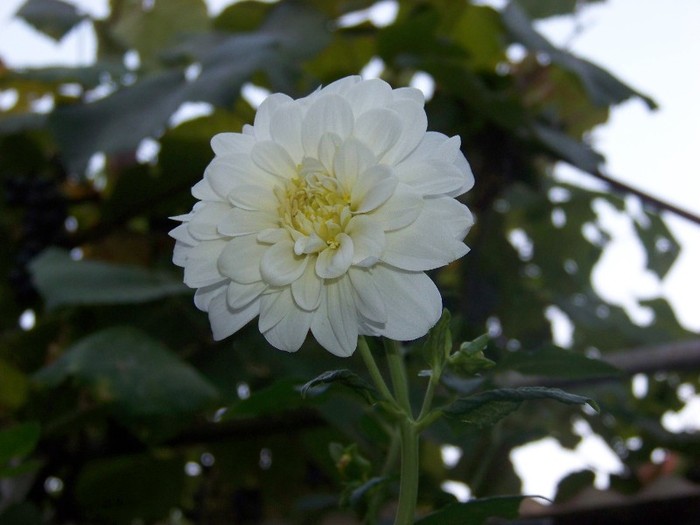 100_9339 - Octombrie 2011 flori