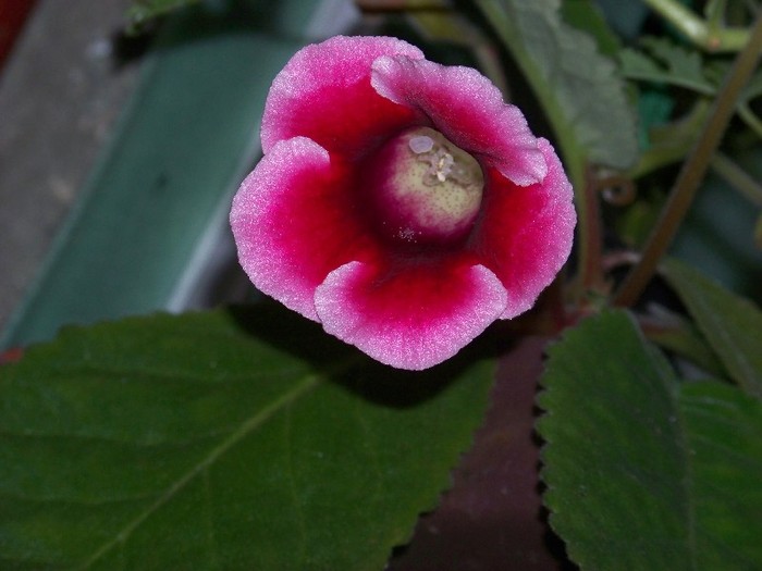 100_9346 - Octombrie 2011 flori