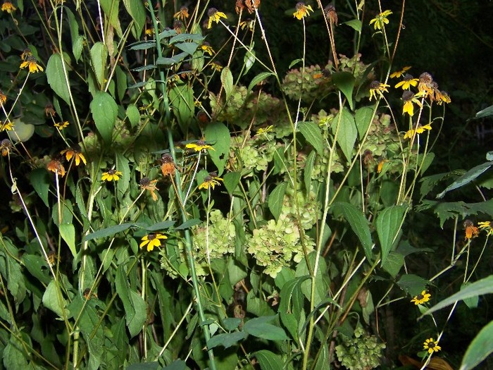 100_9355 - Octombrie 2011 flori