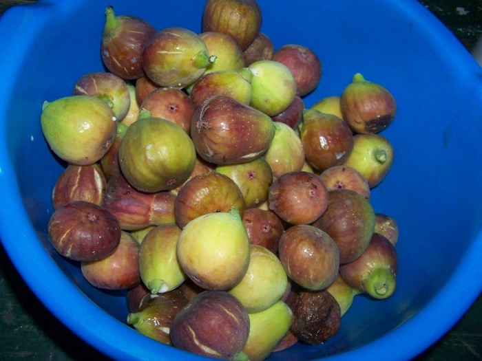 100_9361 - Octombrie 2011 flori