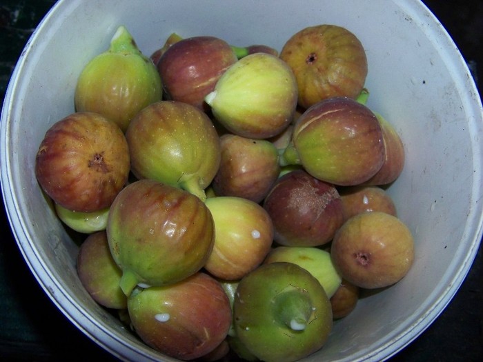 100_9362 - Octombrie 2011 flori