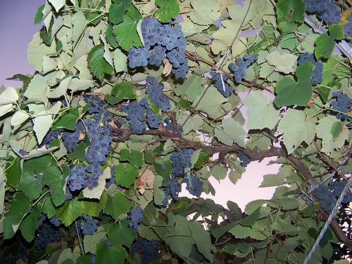 100_9373 - Octombrie 2011 flori