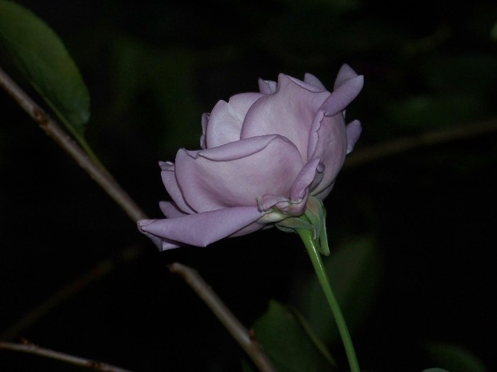 100_9380 - Octombrie 2011 flori