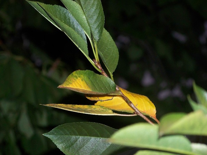 100_9381 - Octombrie 2011 flori