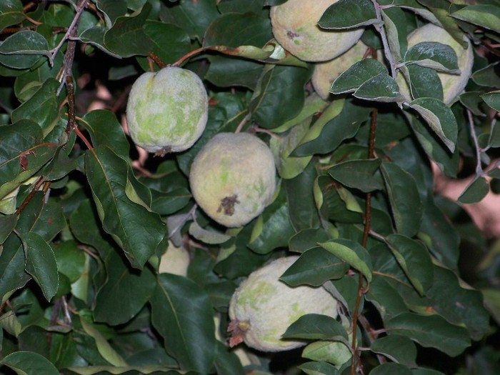 100_9382 - Octombrie 2011 flori