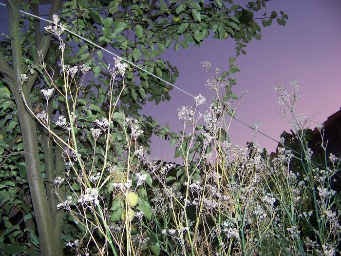 100_9388 - Octombrie 2011 flori