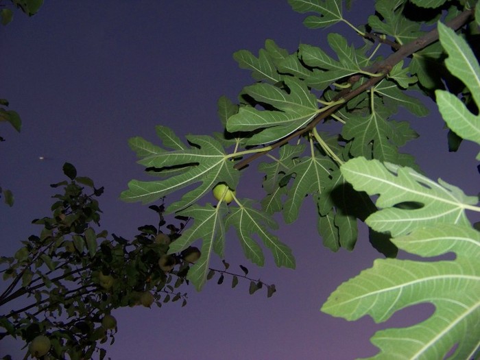 100_9391 - Octombrie 2011 flori