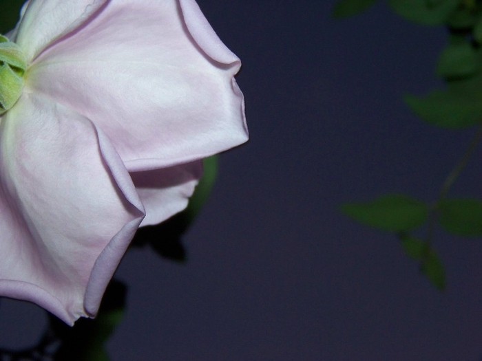 100_9395 - Octombrie 2011 flori