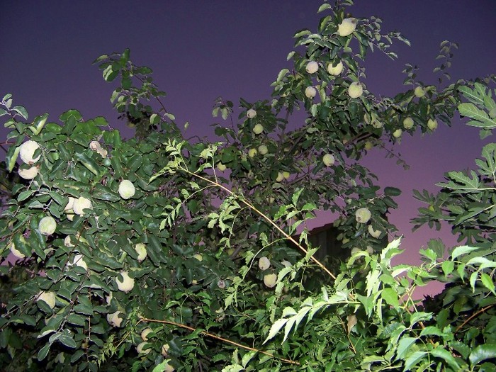 100_9401 - Octombrie 2011 flori