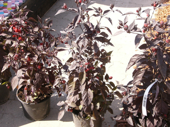 P1160741