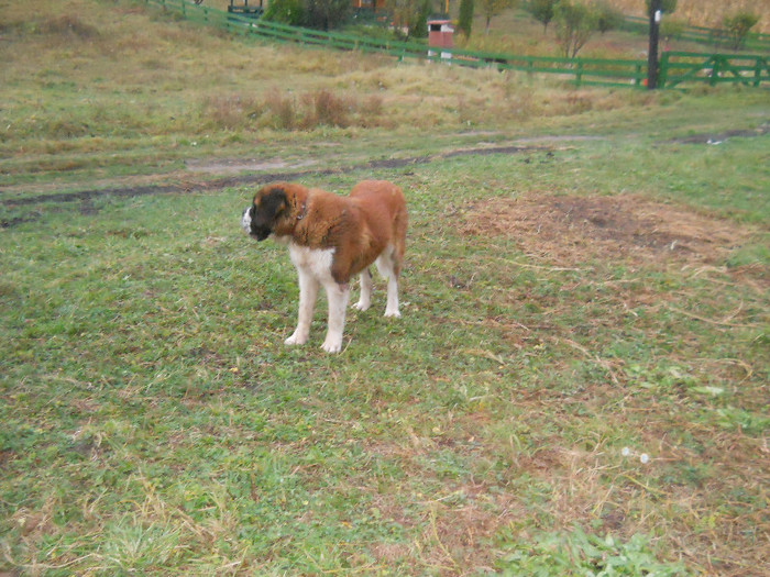 octombrie 2011 076 - benny