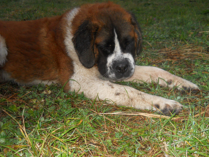 octombrie 2011 086 - benny