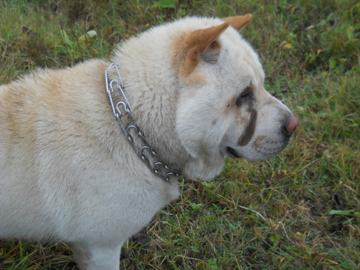 octombrie 2011 058 - sharpei bear coat