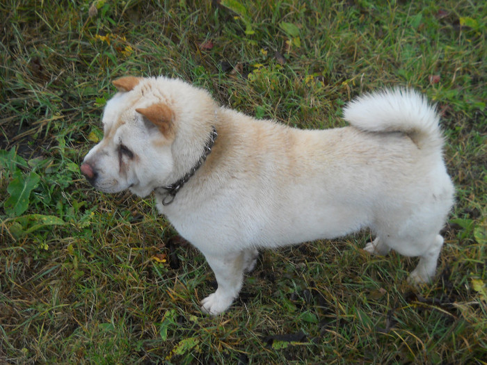 octombrie 2011 053 - sharpei bear coat