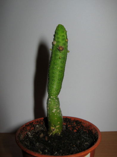 Echidnopsis nubica - Asclepiadaceae