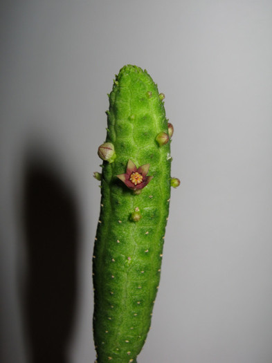 Echidnopsis nubica (1) - Asclepiadaceae