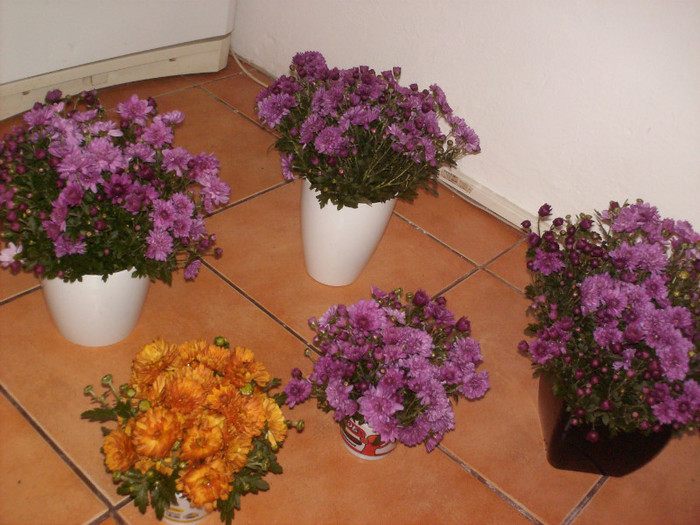 florile rupte de zapada le-am transformat in buchete si mi-am umplut casa cu crizanteme