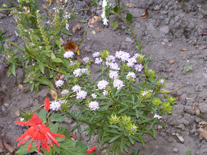 septembrie 056 - in vizita la gradina lui Maria