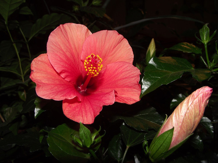 DSCF8970 - Hibiscus 2011