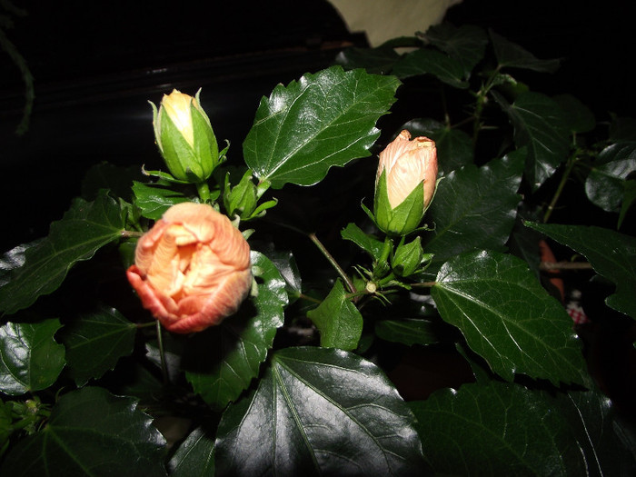 DSCF8982 - Hibiscus 2011