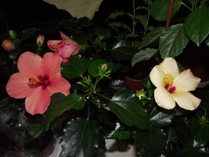 DSCF8983 - Hibiscus 2011