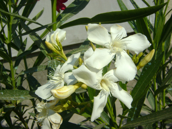 DSC05650 - Leandru 2011