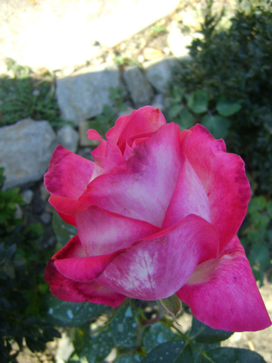 DSC05629 - trandafiri -rozsak 2011