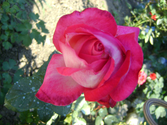 Gaumo - trandafiri -rozsak 2011
