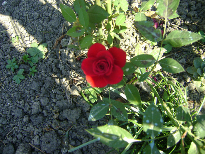 DSC05631 - trandafiri -rozsak 2011