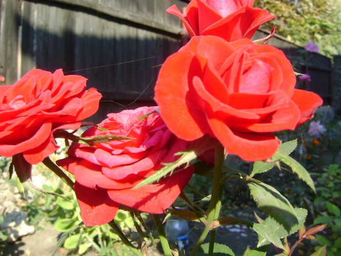 DSC05633 - trandafiri -rozsak 2011