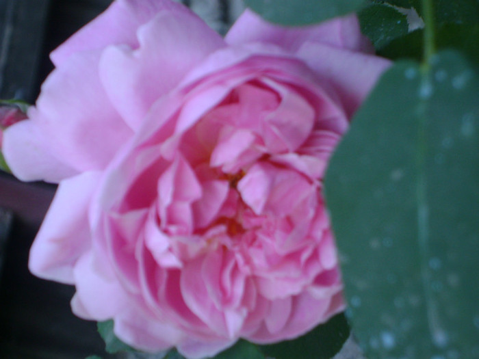 Mary rose - trandafiri -rozsak 2011
