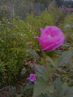 48660025_COIJZQNDC - poze flori