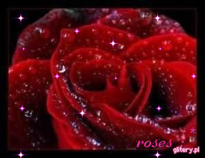 0045621831 - poze flori