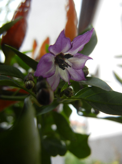 Brown Orange Peppers (2011, Sep.30)