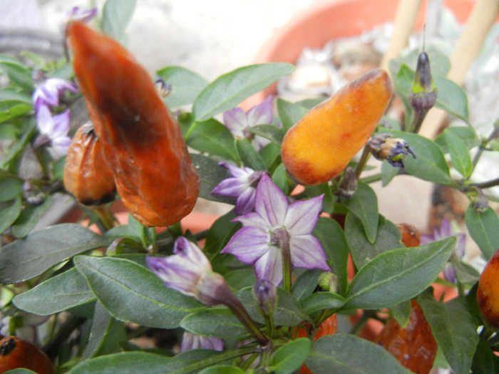 Brown Orange Peppers (2011, Sep.30) - Brown Orange Pepper