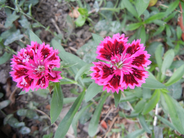 Dianthus chinensis (2011, October 03)